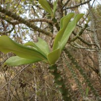 Euphorbia nivulia Buch.-Ham.